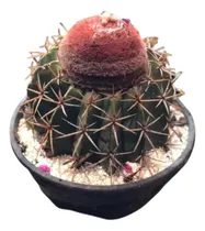 Comprar Cacto Coroa De Frades Grande Decoração Presente Espinho Lar 