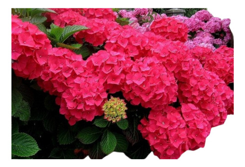 Plantas De Hortensias Color Sandia Pack De 2