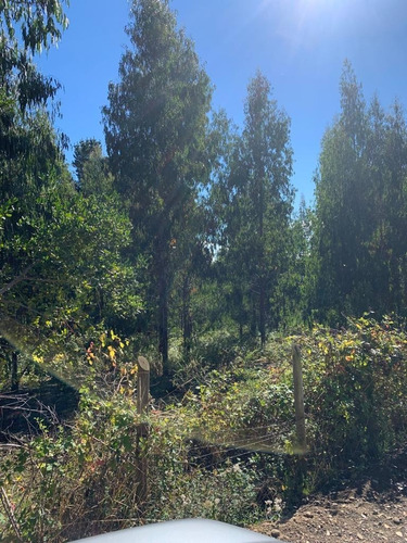 Campo Forestal Sector Centinela