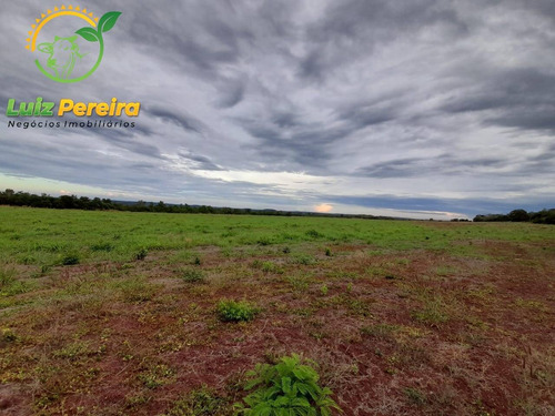 Imagem 6 de 15 de Fazenda À Venda Em Palmeiras - To - 1.297 Hectares (dupla Aptidão) - 1932
