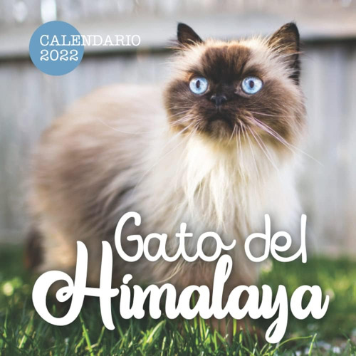 Libro: Gato Del Himalaya Calendario 2022: Calendario 12 Mese