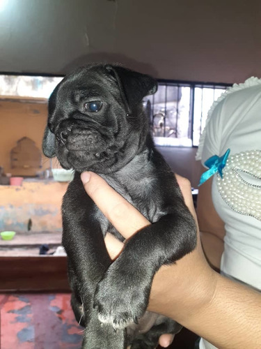 Imagen 4 de 4 de Pug Carline