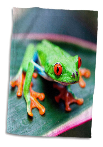 3d Rose Red Eyed Tree Frog On Leaf-costa Rica Toalla De Mano
