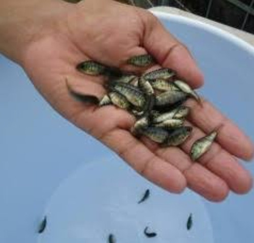 Alevines De Tilapia (Usado)