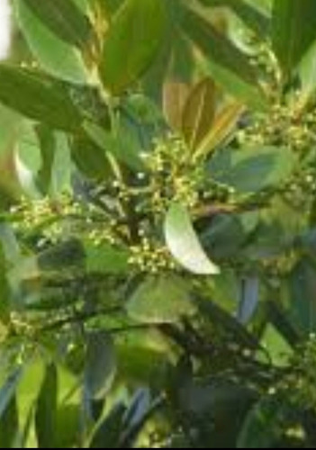 No Semilla Guanandi Calophillum Santa Maria Vih Envio Gratis