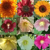 Comprar Combo Semillas Flores + Exóticos Primavera Verano