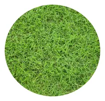 Comprar Césped Natural, Gramilla, Césped Bermuda - Maldonado