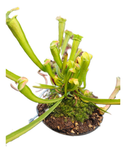 Planta Carnivora Sarracenia, Ejemplar Único! 