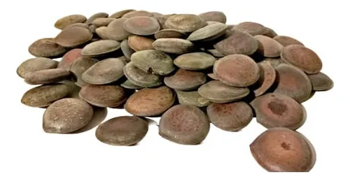 Como Se Toman Las Habas De San Ignacio Haba De San Ignacio 1kg De Semillas Enteras | Meses sin interés