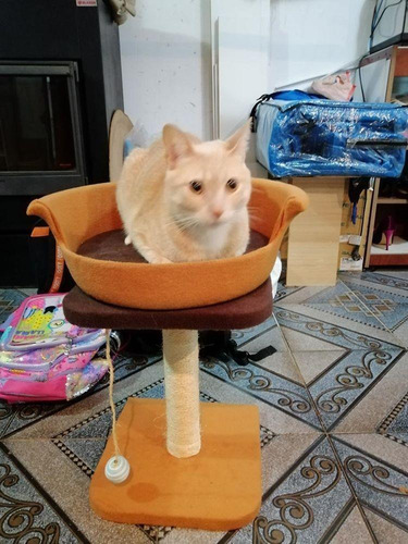 Imagen 5 de 9 de Rascador Para Gatos Com Cama Y Juguete.