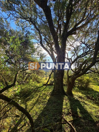 Imagen 9 de 22 de Fraccionamiento Zona: Ruta 109 Arroyo Valdivias