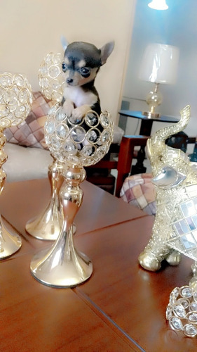 Bellos Cachorros Chihuahua 450 Puros Miniatura