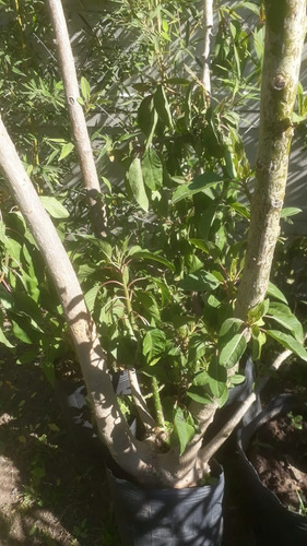 Imagen 2 de 10 de Arbol Ombú Nativo - Hermoso Y Grande - E. Gratis Amba