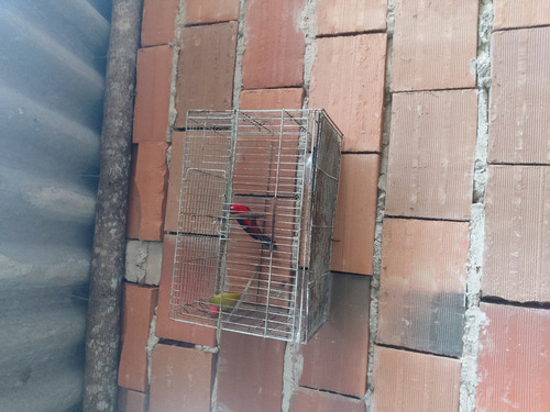 Imagem 2 de 3 de Tinha Sangue Passarinho