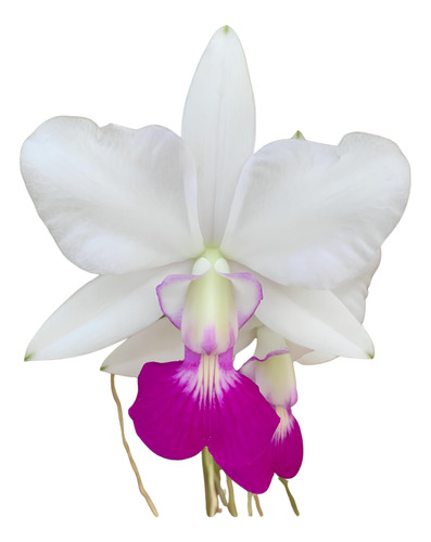 Muda De Orquídea Walkeriana Semi-alba Em Toquinho