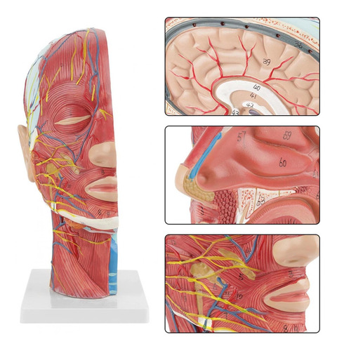 Tamaño Natural Humano Anatómica Cabeza Y Cara Anatomía Médic