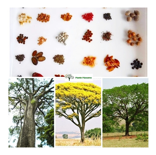 Imagem 1 de 8 de Árvores Da Mata Atlântica - Kit Reflorestamento 500 Sementes Para Mudas