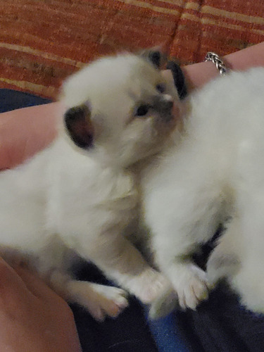 Gatitos Ragdoll, Con Registro Y Pedigree, Preciosos, Haedo