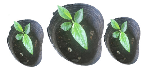 Plantin De Maracuya Amarillo - Flor Pasionaria - Frutal