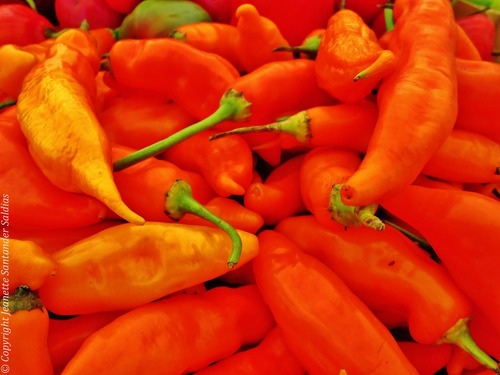 Semillas Aji Panca O Rojo Peruano (20)