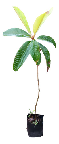 Árboles Frutales. Nísperos