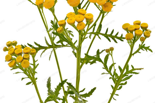 30 Sementes De Catinga De Mulata Tanaceto Tanacetum Vulgare