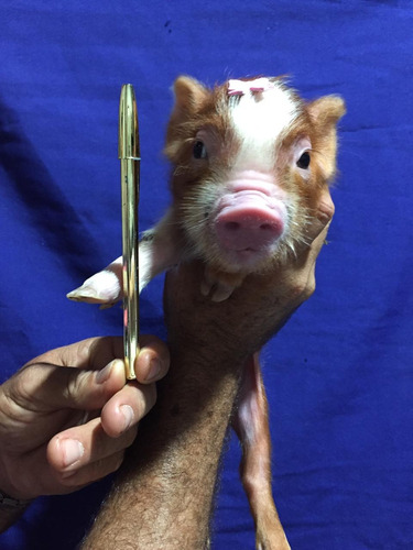Racão De Mini Pig