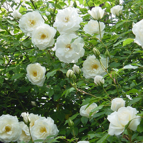 Rosa Enredadera Blanca ( Planta )  1.20m / Rosal Blanco