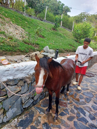 Imagen 7 de 8 de Hermoso Mini Horse En Venta