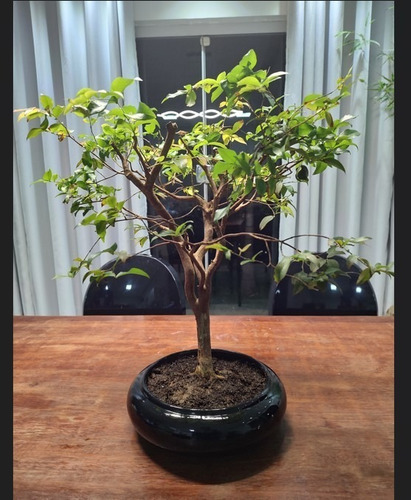 Imagem 3 de 4 de Bonsai Jabuticabeira Adulto - Exatamente O Mesmo Das Fotos