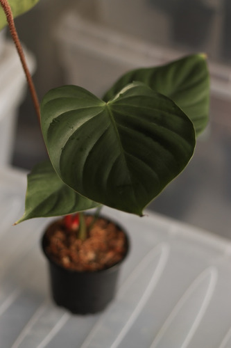 Philodendron Nangaritense