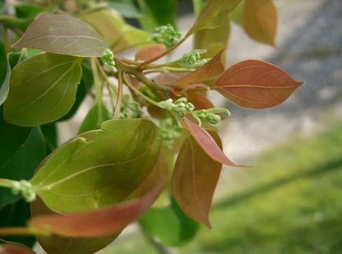 Planta De Alcanfor (cinnamomum Camphora)