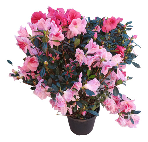 Planta Azalea Rosado Y Rosado Claro Juntas Envío Gratis 