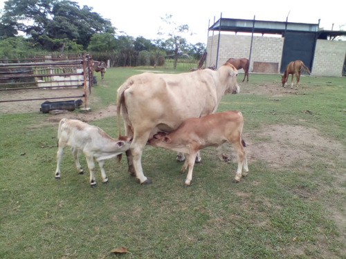 Se Vende Granja En El Estado Carabobo Ve02-1321carab-mtru