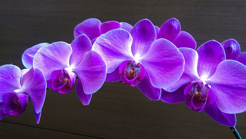 Cuadro 20x30cm Orquideas Flores Violetas Planta Hermosa M5