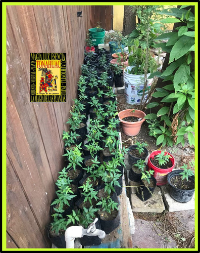 300 Semillas De Neem Codigo 907 + Regalos