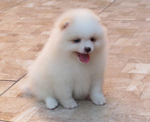 Spitz Alemao Anao Macho (lulu Da Pomerania) Spitis