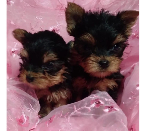 Yorkshire Terrier Hembritas Negro Y Fuego