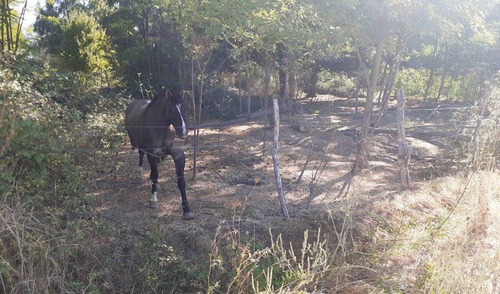 Imagen 7 de 19 de Terreno De 9 Ha En Ñiquen