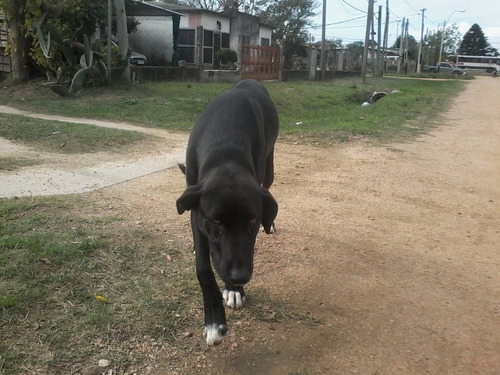 Me Llamo Luna, Y Busco Una Familia..1 Año. Castrada.