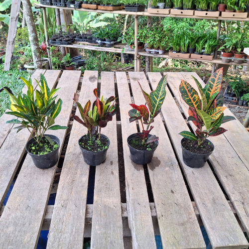 Kit Com 4 Crotons Sendo, 1 Gold 1 Gingua 1 Excelent 1 Petra