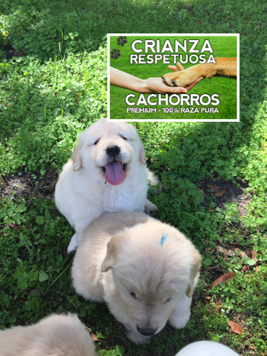 Hermosisimas Golden 100% Puras Crianza Respetuosa Cachorros.