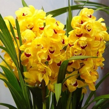 60 Sementes Orquídea Cymbidium Amarela P/mudas Bonsai Rosas 