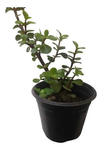 Portulacaria Afra Árbol Abundancia Suculenta +semillas Mix