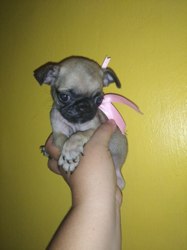 Imagen 1 de 2 de Bellas Cachorras De Pug Carlino Garantizadas
