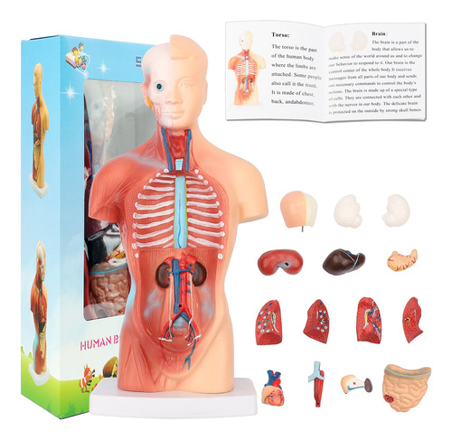 Modelo Anatómico Del Torso Humano Con Órganos | Envío gratis