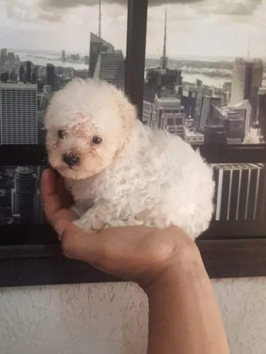 Imagen 1 de 1 de Caniche Microtoy