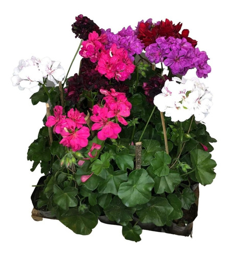 2 Mudas Gerânio Pendente - Pelargonium - Cores Diversas | MercadoLivre