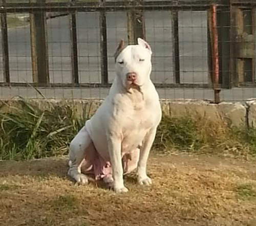 Cachorros Pitbull 