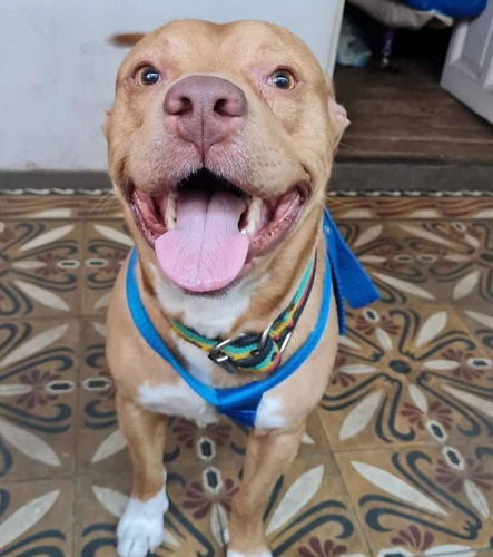 Imagen 3 de 5 de Guardería Canina Para Vacaciones De Verano En Caba.